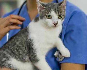 cat being held by a veterinarian