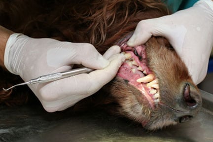 Dog teeth cleaning in Fort Mill, SC