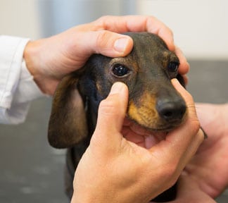 Dog Vaccinations in Fort Mill, SC