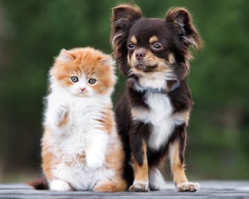 a kitten and puppy next to each other while outside
