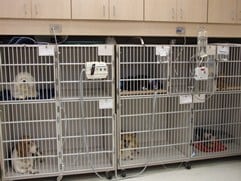 Hospitalization Cages