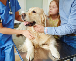 Animal Hospital Policies in Fort Mill, SC