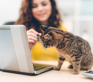 a kitten next to a laptop