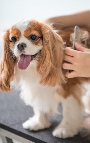Pet Grooming for Dogs and Cats in Fort Mill, SC