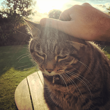 a cat outside having his head petted