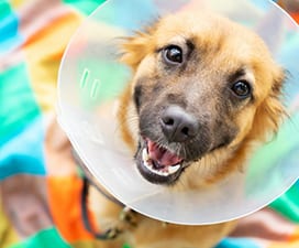 dog wearing a veterinary cone around his neck