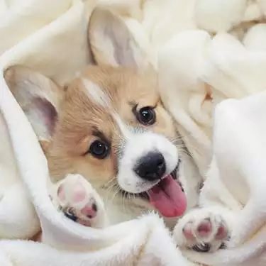 a corgi puppy under a white blanket