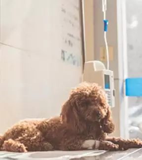 a curly haired puppy with an IV