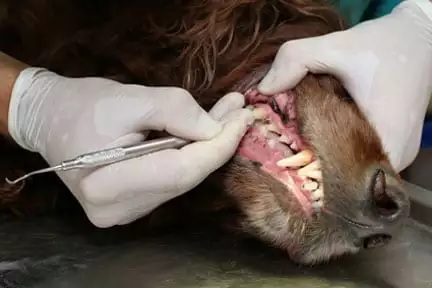 a dog having their teeth cleaned